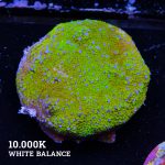 Montipora 'Rainbow Classic'