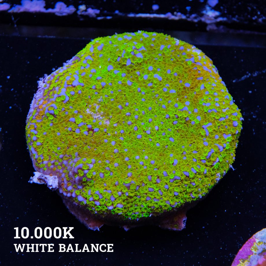 Montipora 'Rainbow Classic'