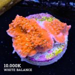 Montipora 'Red & White'