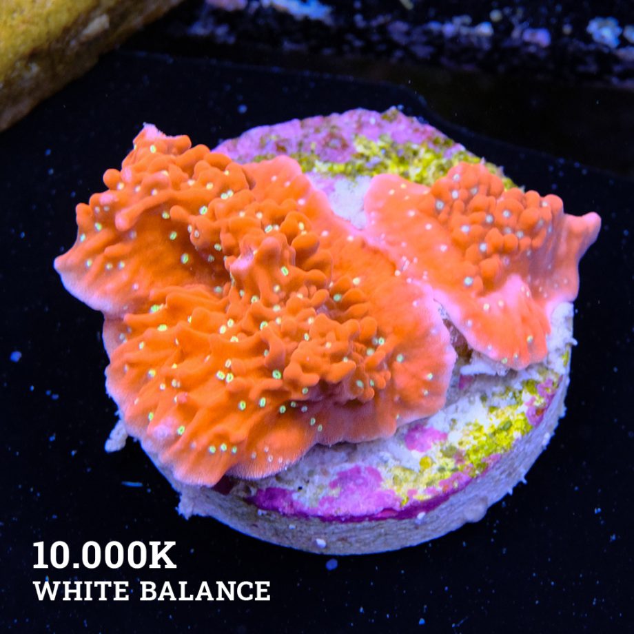 Montipora 'Red & White'