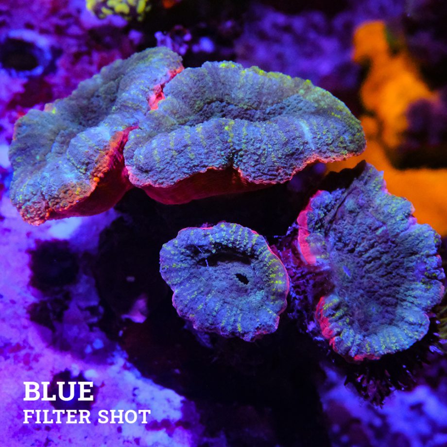 Lobophyllia 'Pink Rim'