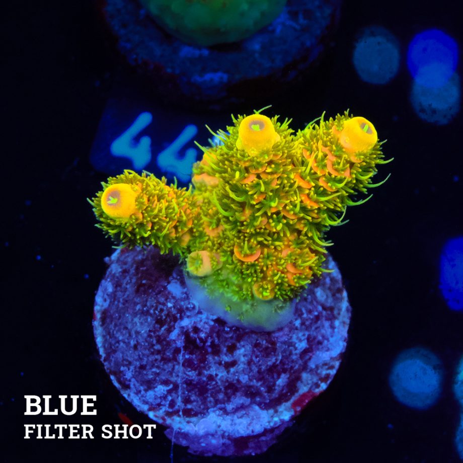 Acropora Millepora 'Solar Flare'