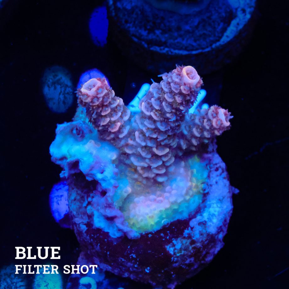 Acropora Millepora B-Ware