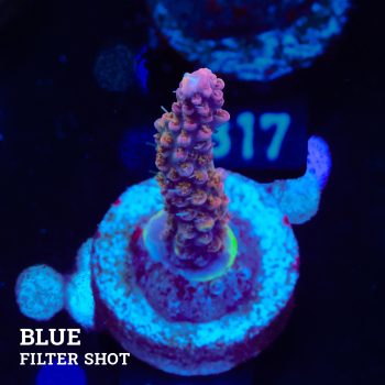 Acropora 'Confetti'