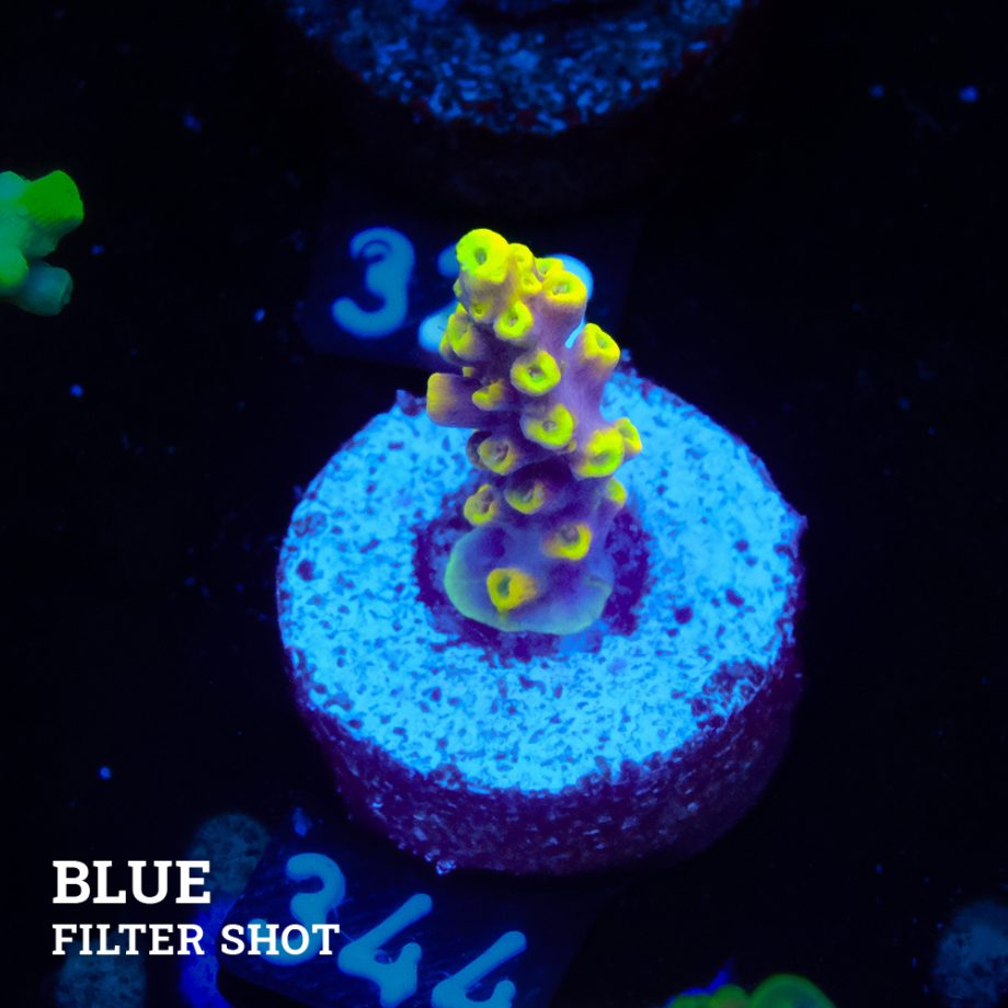 Acropora 'Yellow & Purple'