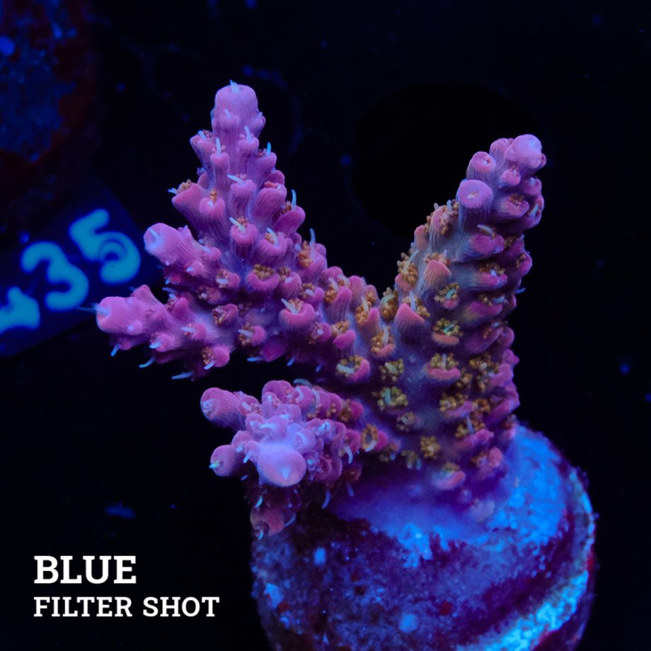 Acropora 'Confetti
