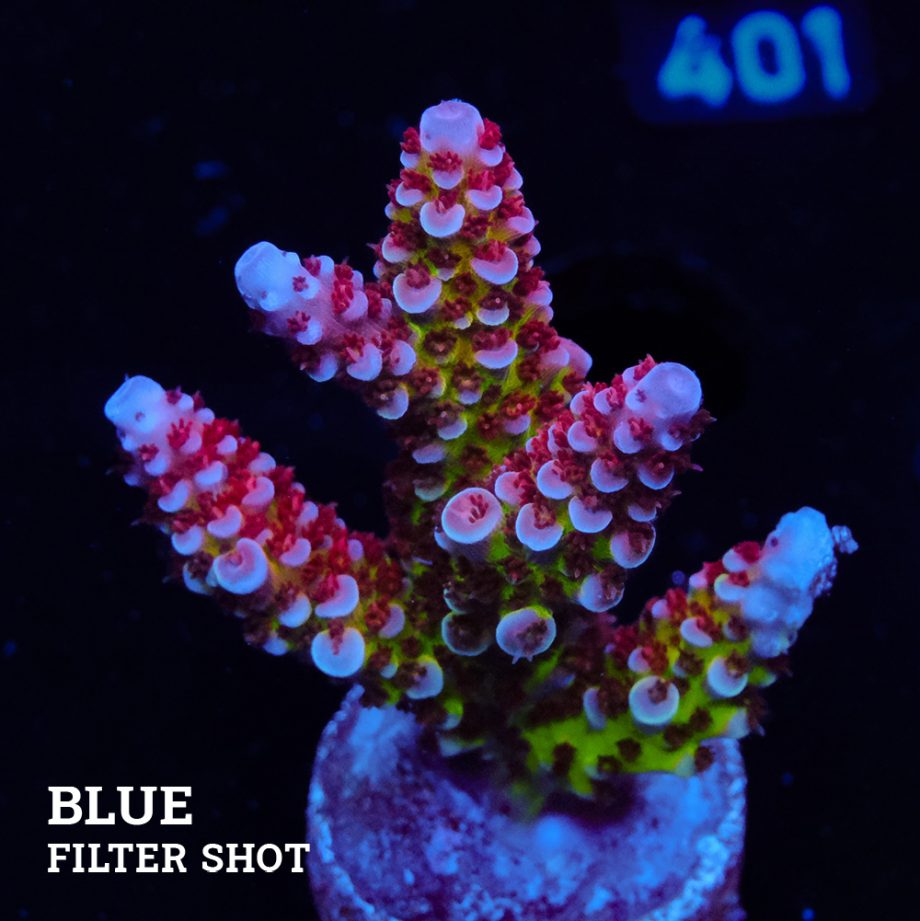 Acropora 'Fluo Bicolor II