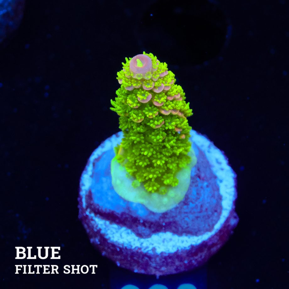 TK Tropical Blaze