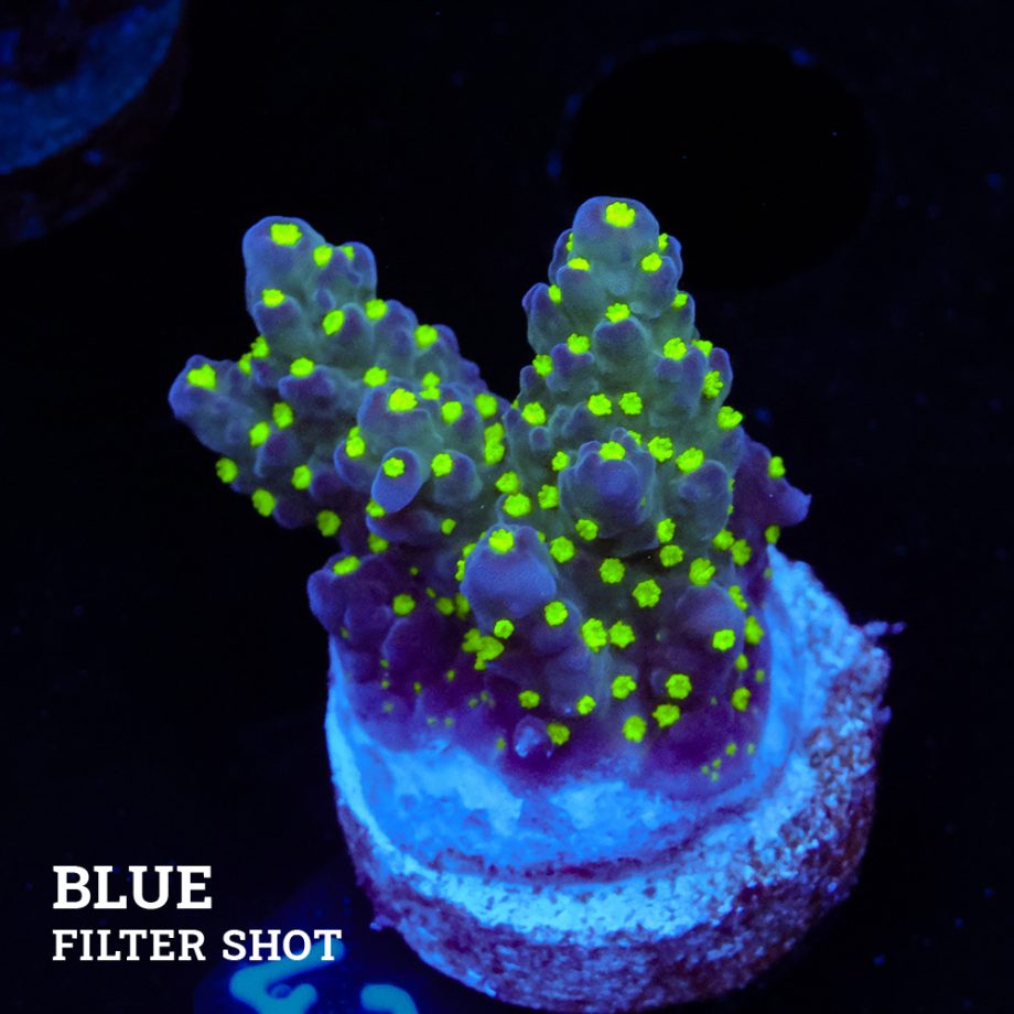 Acropora 'Tricolor'