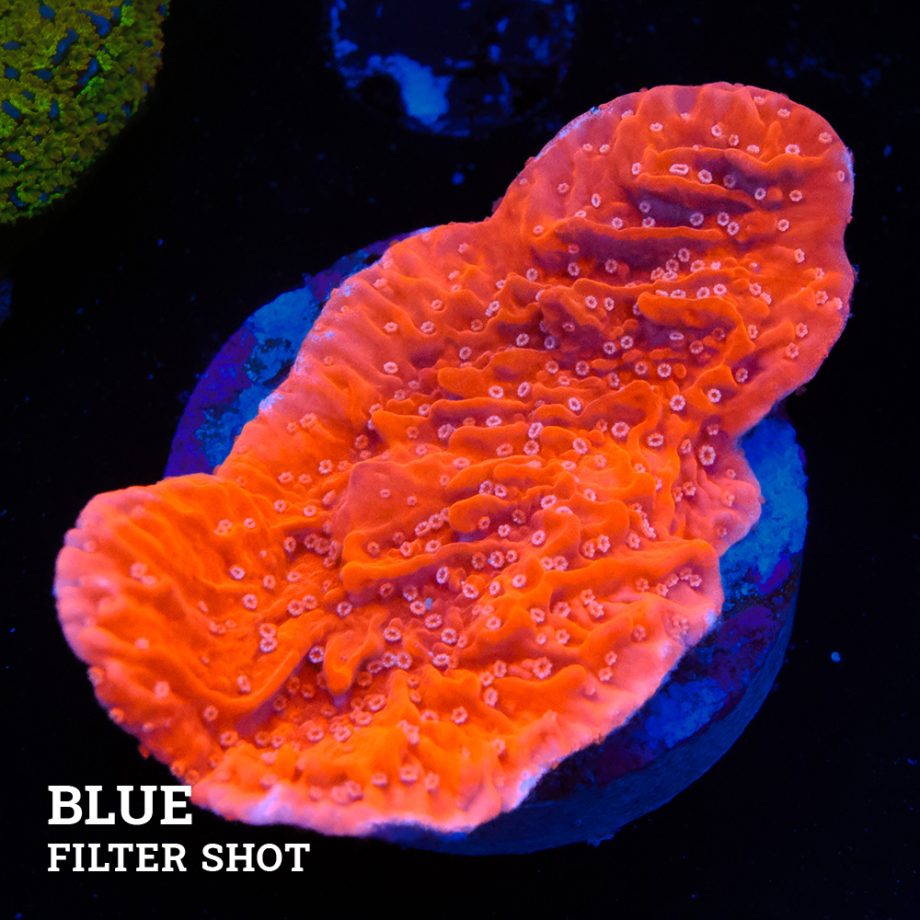Montipora 'Red & White'