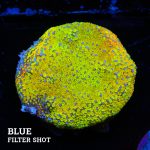 Montipora 'Rainbow Classic'