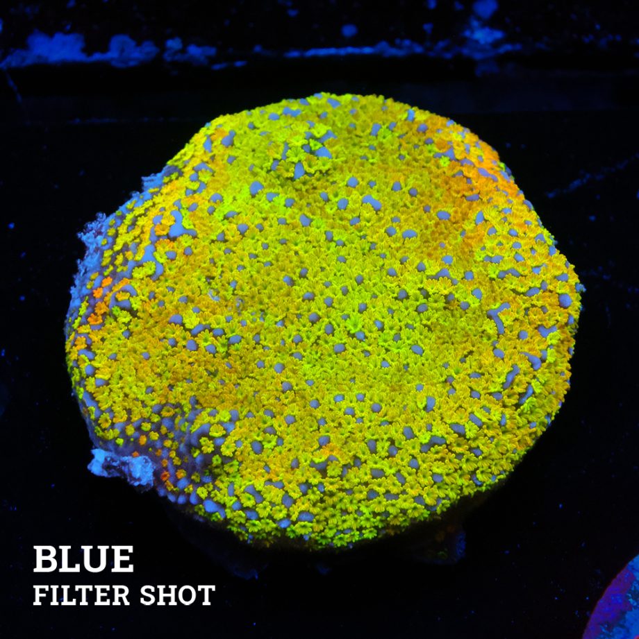 Montipora 'Rainbow Classic'