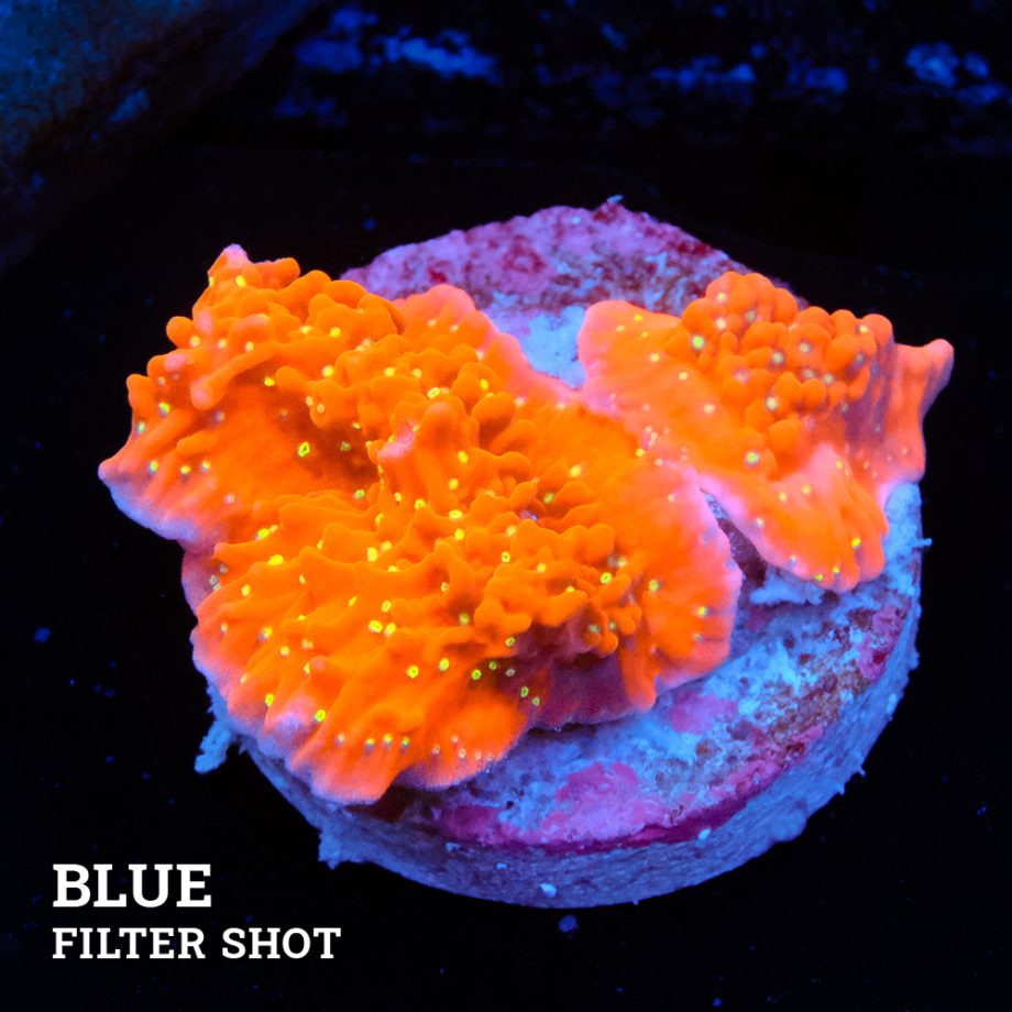 Montipora 'Red & White'