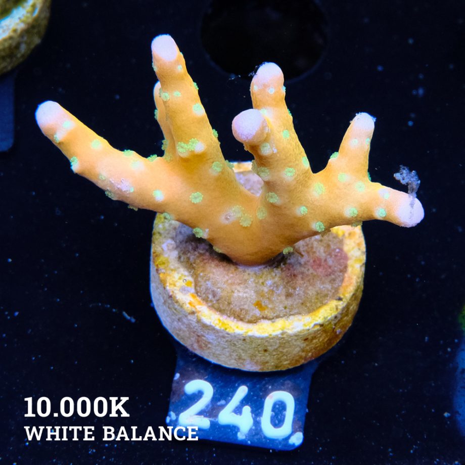 Anacropora 'Tropicana