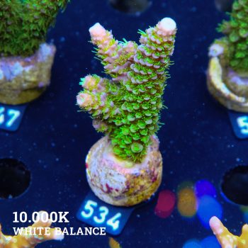 Acropora 'Hippies Cousin'