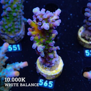 Acropora 'Cali Tort'