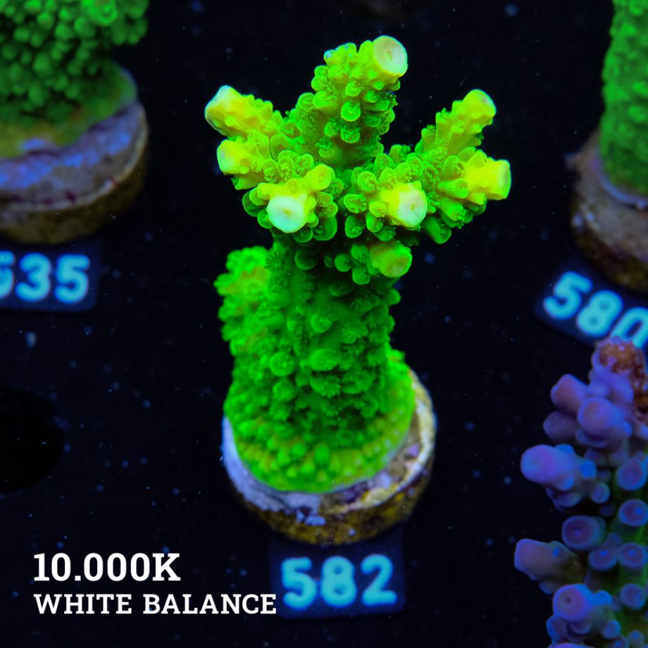 Acropora Tumida 'Enzmann