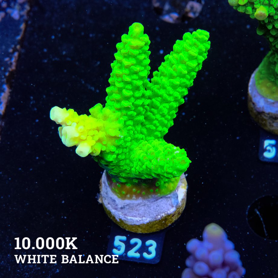 Acropora Tumida 'Enzmann'