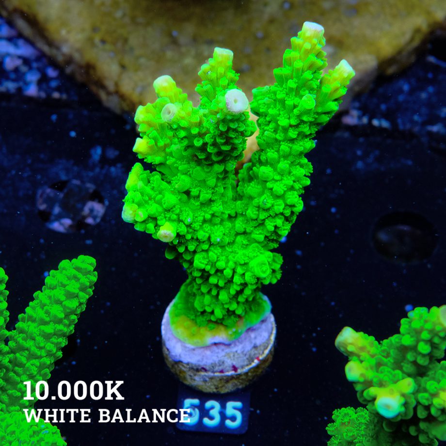Acropora Tumida 'Enzmann