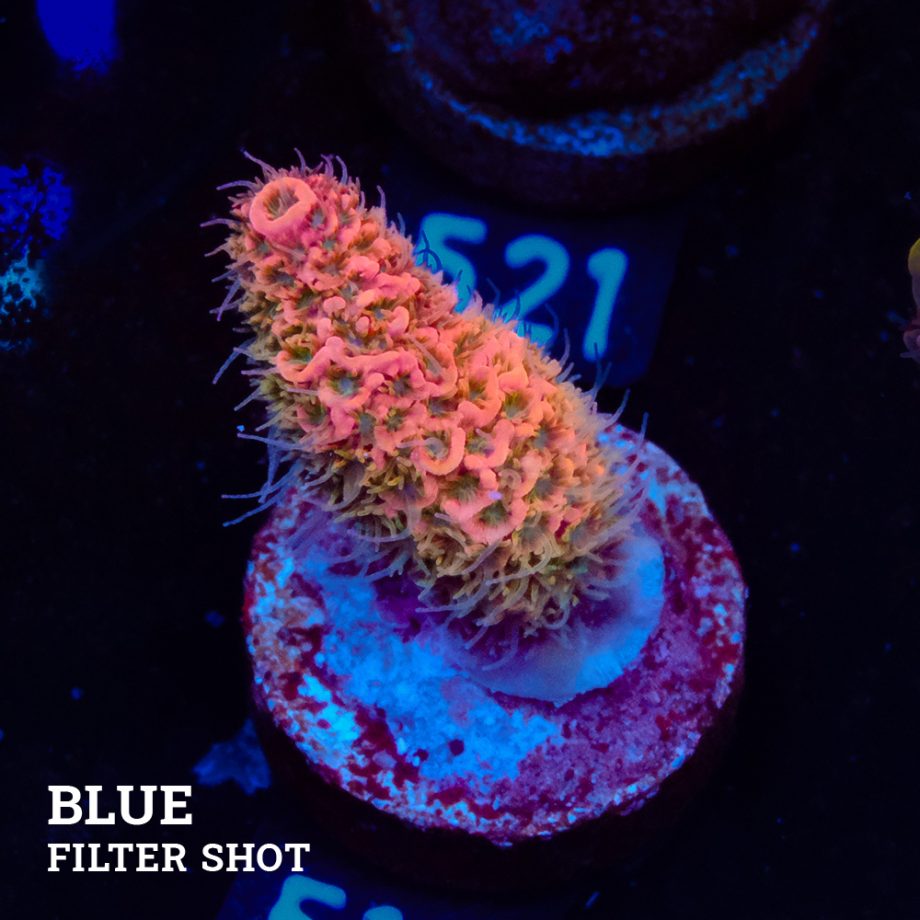 Acropora Millepora 'Pink'