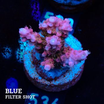 Acropora 'Confetti'