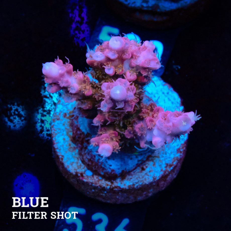 Acropora 'Confetti'