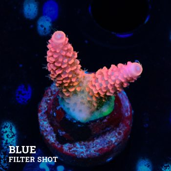 Acropora Millepora 'Pink'