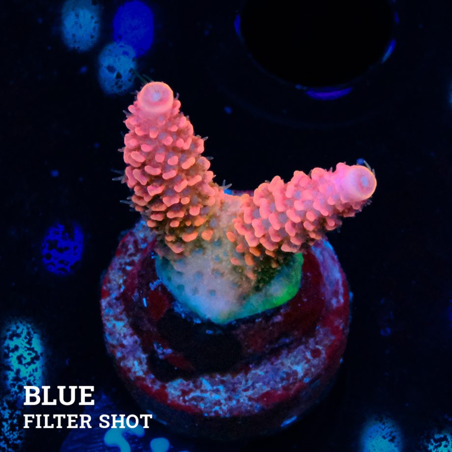 Acropora Millepora 'Pink'