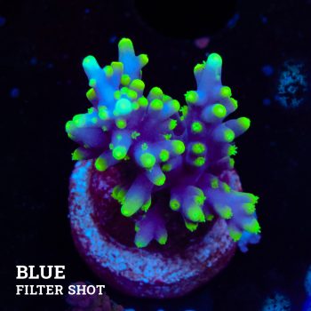 Acropora Carduus 'Mrs Packman'