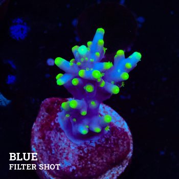 Acropora Carduus 'Mrs Packman'