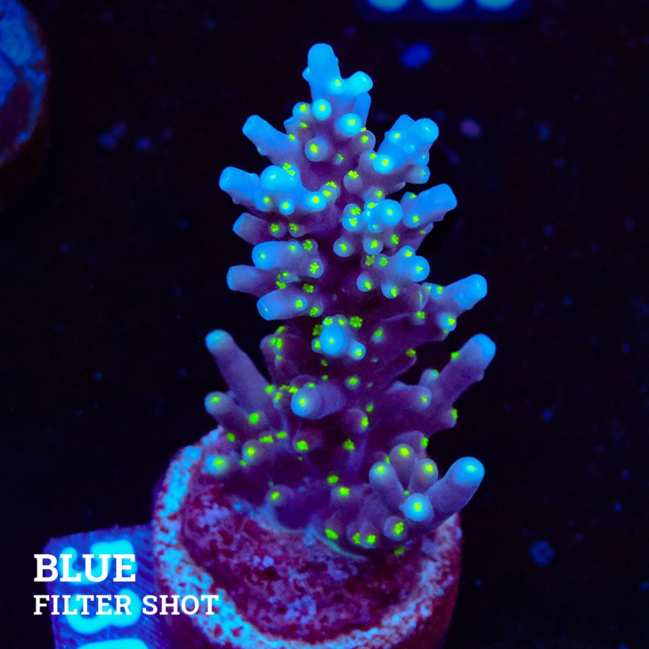 Acropora Carduus 'Tricpolor'