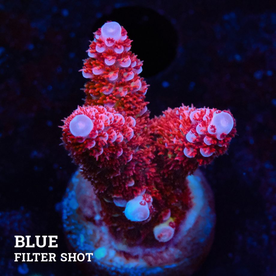 Acropora 'Fluo Bicolor II'