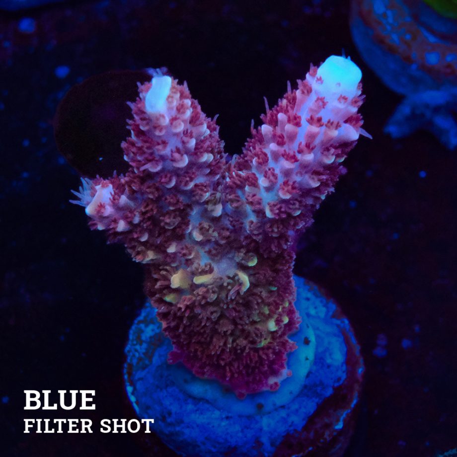 Acropora 'Grizzley'