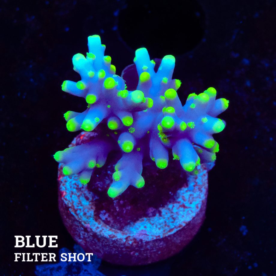 Acropora Carduus 'Mrs Packman'
