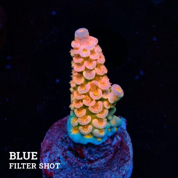 Acropora Tenuis 'Orange' B-Ware