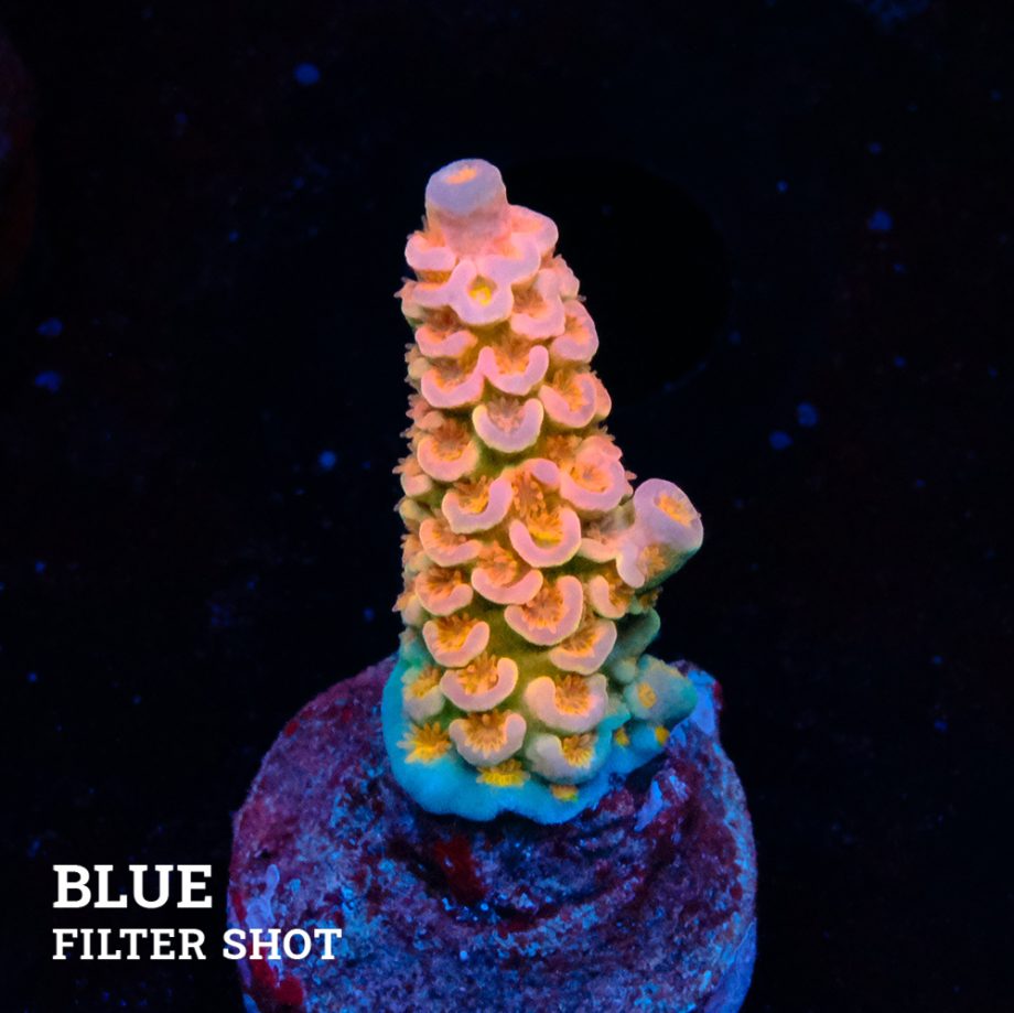 Acropora Tenuis 'Orange' B-Ware