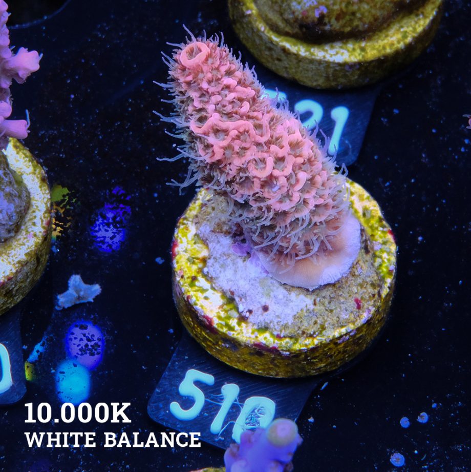 Acropora Millepora 'Pink'