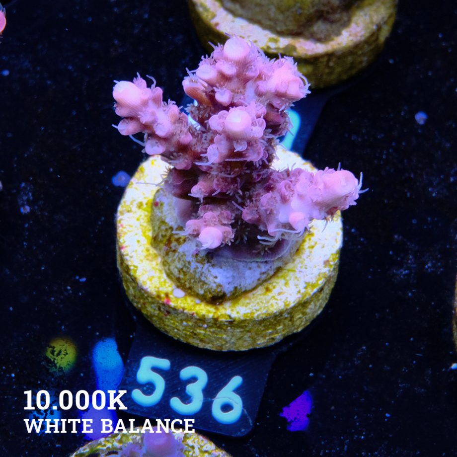 Acropora 'Confetti'