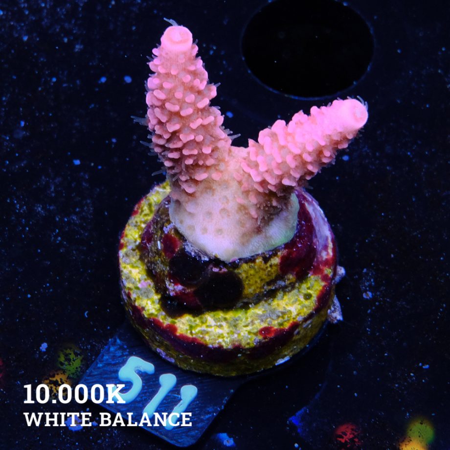 Acropora Millepora 'Pink'