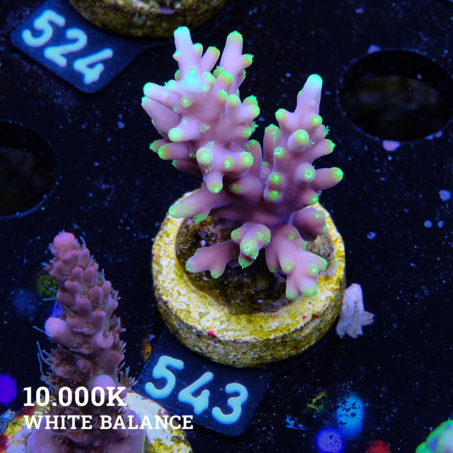 Acropora Carduus 'Mrs Packman'