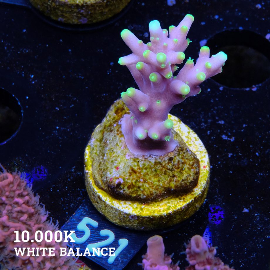 Acropora Carduus 'Mrs Packman'