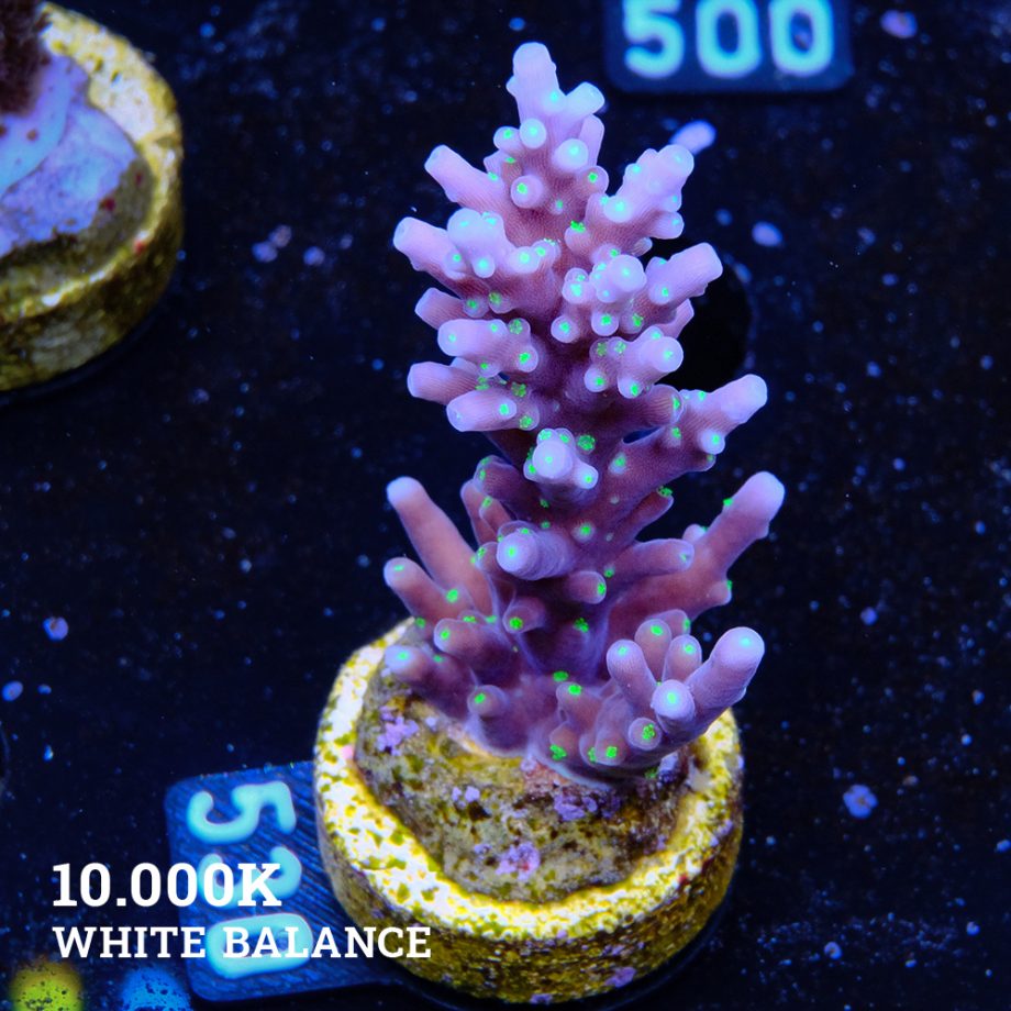Acropora Carduus 'Tricpolor'