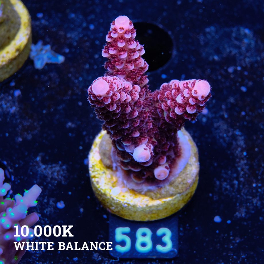 Acropora 'Fluo Bicolor II'