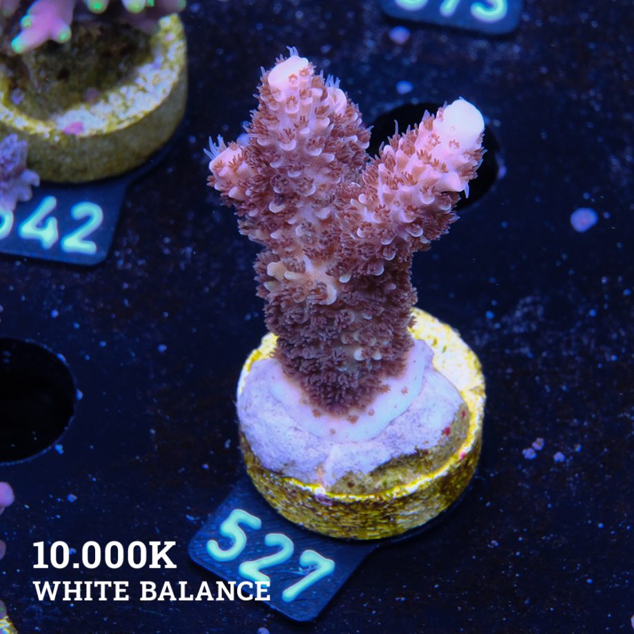 Acropora 'Grizzley'