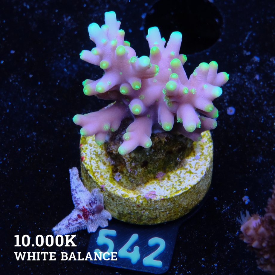 Acropora Carduus 'Mrs Packman'