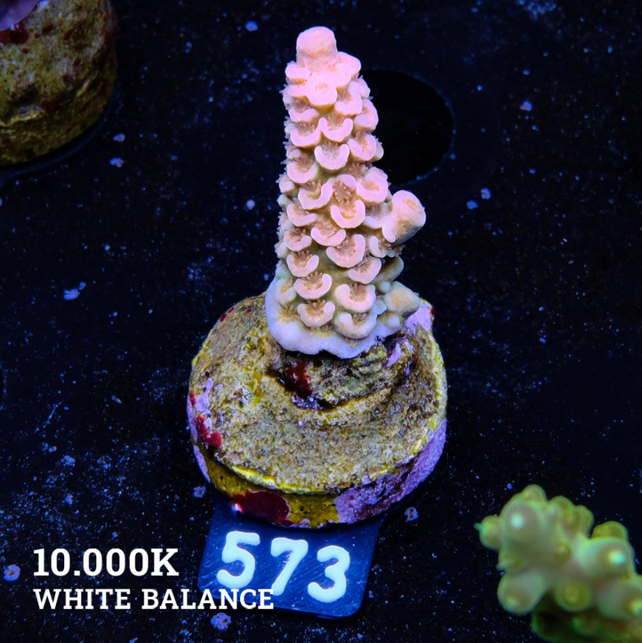 Acropora Tenuis 'Orange' B-Ware