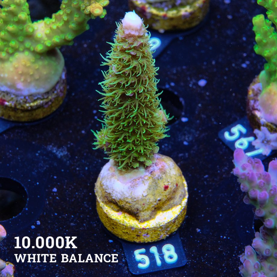 Acropora 'Hippies Cousin'