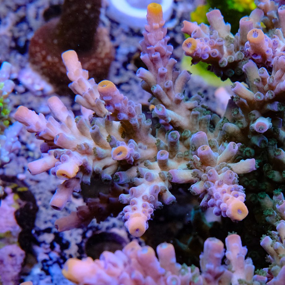 tk maxx dresses summer