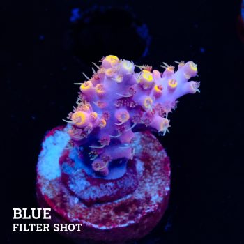 Acropora 'Purple & Yellow Tips'