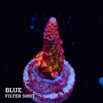 Acropora 'Fluo Bicolor'